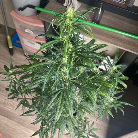 FB420 Original Gorilla 🦍Zkittles White growlog timeline photo