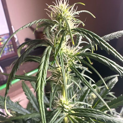 FB420 Original Gorilla 🦍Zkittles White growlog timeline photo