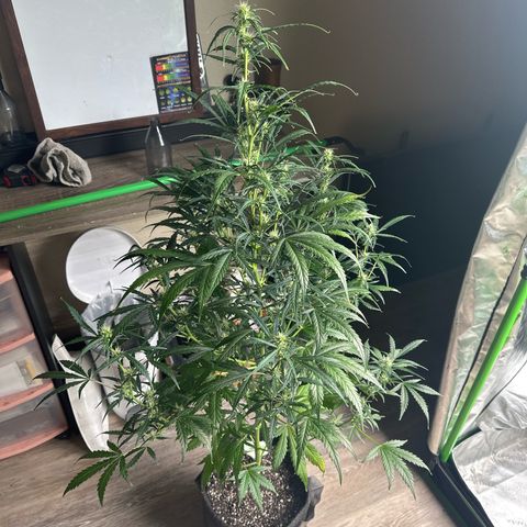 FB420 Original Gorilla 🦍Zkittles White growlog timeline photo