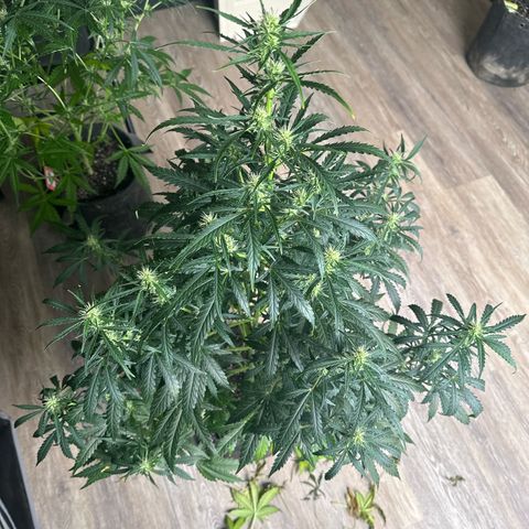 FB420 Original Gorilla 🦍Zkittles Green growlog timeline photo