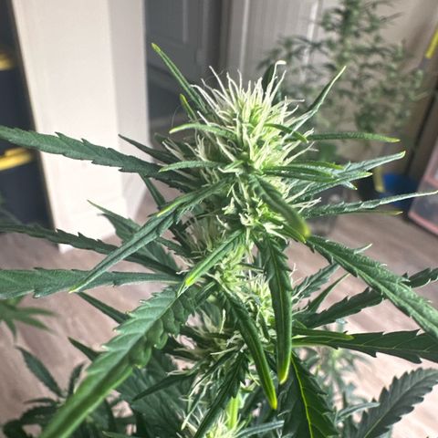FB420 Original Gorilla 🦍Zkittles Green growlog timeline photo