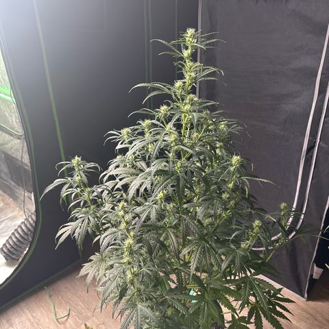FB420 Original Gorilla 🦍Zkittles Green growlog timeline photo