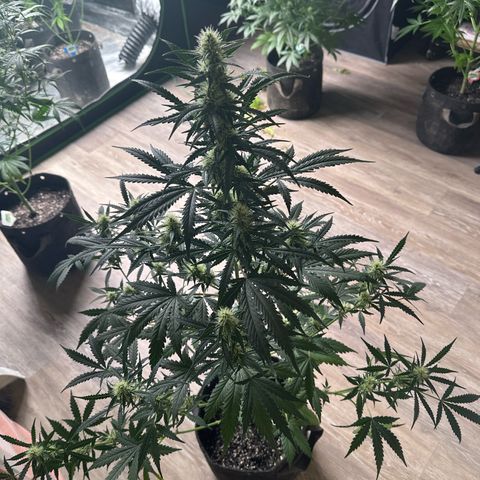 FB420 Original Gorilla 🦍Zkittles Yellow growlog timeline photo