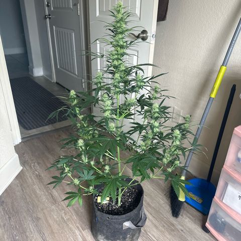 FB420 Original Gorilla 🦍Zkittles Yellow growlog timeline photo