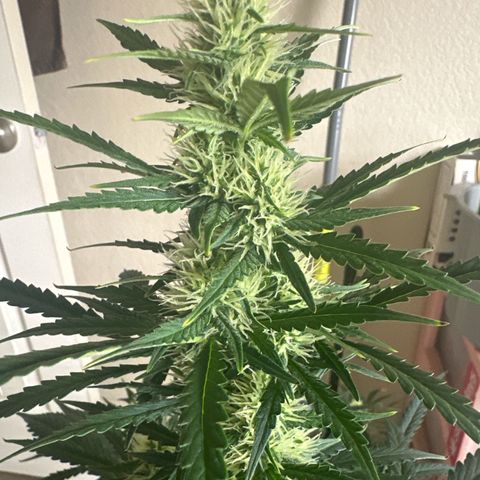 FB420 Original Gorilla 🦍Zkittles Yellow growlog timeline photo