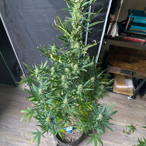 FB420 Original Gorilla 🦍Zkittles Blue growlog timeline photo