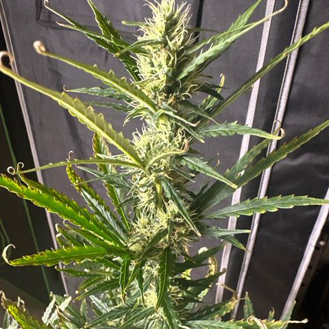 FB420 Original Gorilla 🦍Zkittles Blue growlog timeline photo