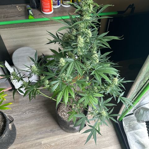 FB420 Original Gorilla 🦍Zkittles Yellow growlog timeline photo