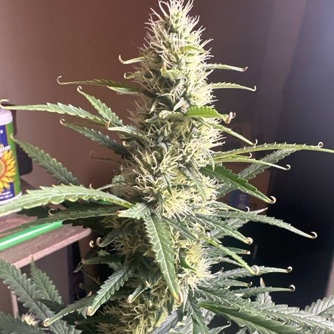FB420 Original Gorilla 🦍Zkittles Yellow growlog timeline photo