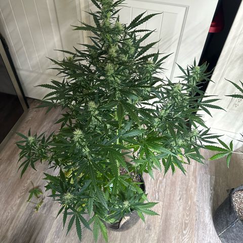 FB420 Original Gorilla 🦍Zkittles Green growlog timeline photo