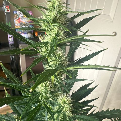 FB420 Original Gorilla 🦍Zkittles Green growlog timeline photo