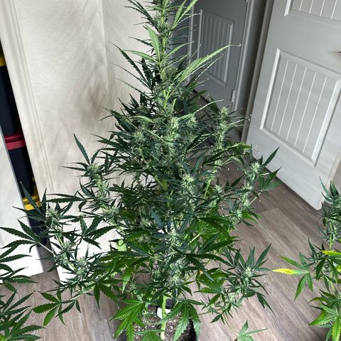 FB420 Original Gorilla 🦍Zkittles White growlog timeline photo