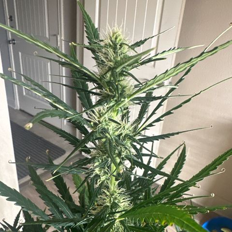 FB420 Original Gorilla 🦍Zkittles White growlog timeline photo