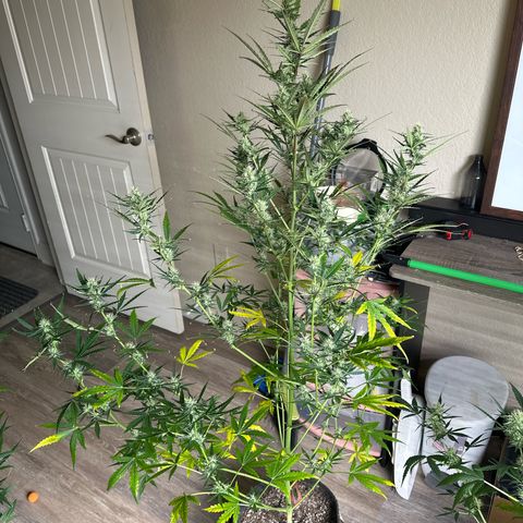 FB420 Original Gorilla 🦍Zkittles Pink growlog timeline photo