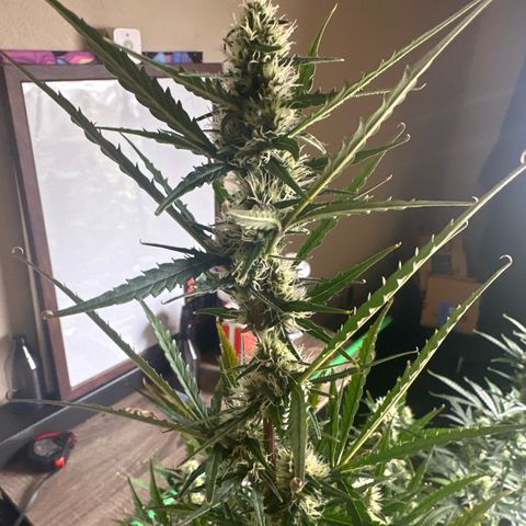 FB420 Original Gorilla 🦍Zkittles Pink growlog timeline photo