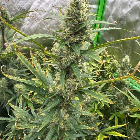 FB420 Original Gorilla 🦍Zkittles Blue growlog timeline photo