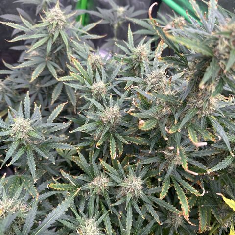 FB420 Original Gorilla 🦍Zkittles Blue growlog timeline photo