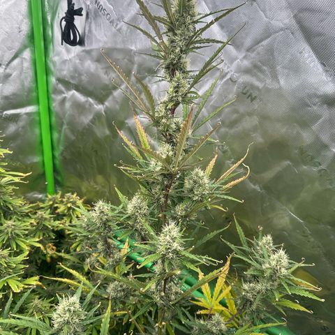 FB420 Original Gorilla 🦍Zkittles Pink growlog timeline photo