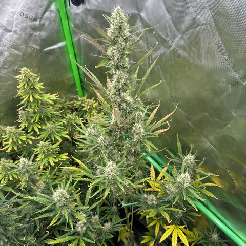 FB420 Original Gorilla 🦍Zkittles Pink growlog timeline photo