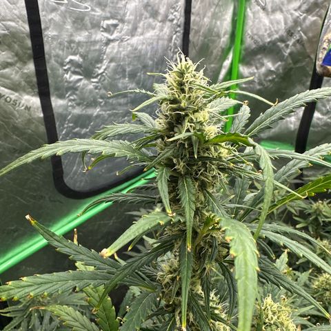 FB420 Original Gorilla 🦍Zkittles White growlog timeline photo