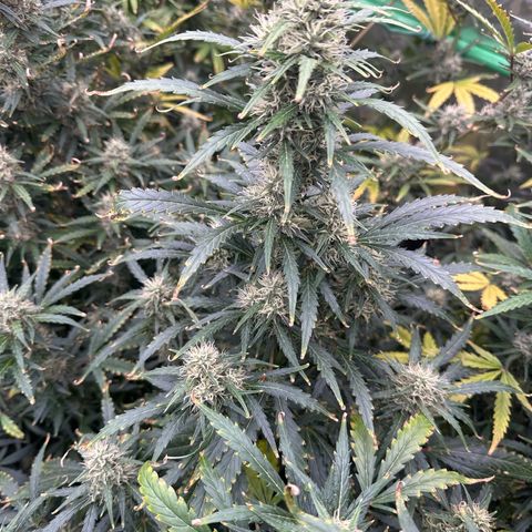 FB420 Original Gorilla 🦍Zkittles Green growlog timeline photo
