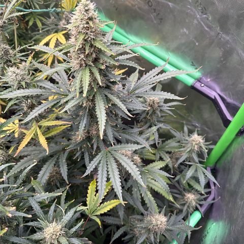 FB420 Original Gorilla 🦍Zkittles Yellow growlog timeline photo