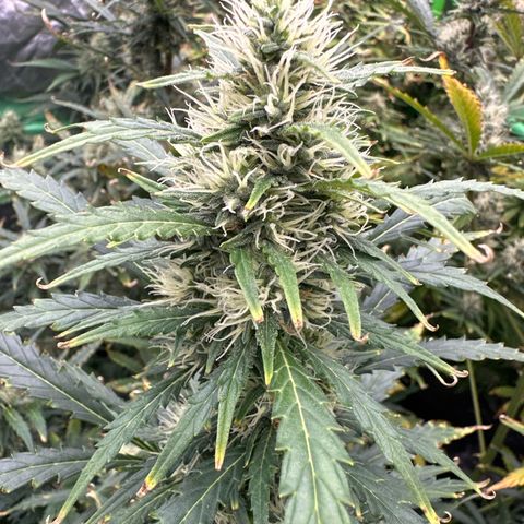 FB420 Original Gorilla 🦍Zkittles Green growlog timeline photo