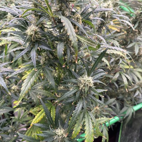 FB420 Original Gorilla 🦍Zkittles White growlog timeline photo