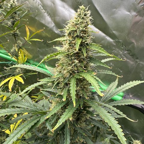 FB420 Original Gorilla 🦍Zkittles Yellow growlog timeline photo