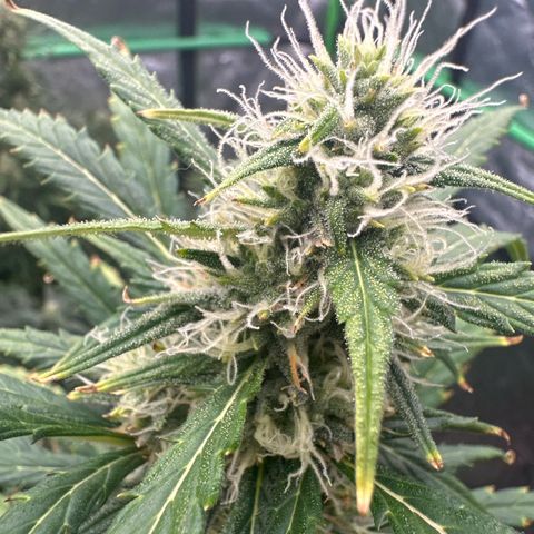 FB420 Original Gorilla 🦍Zkittles White growlog timeline photo