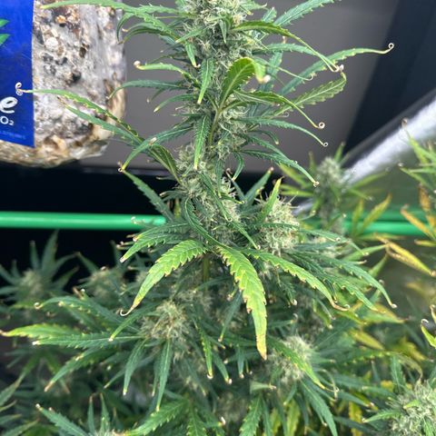 FB420 Original Gorilla 🦍Zkittles White growlog timeline photo