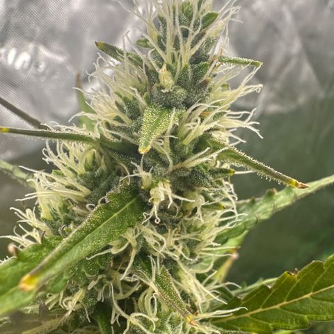 FB420 Original Gorilla 🦍Zkittles Pink growlog timeline photo