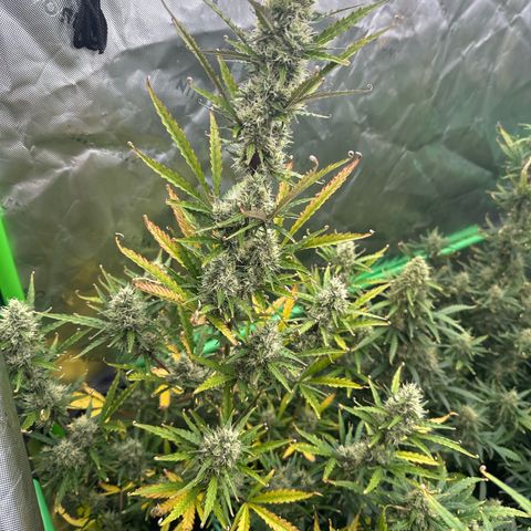 FB420 Original Gorilla 🦍Zkittles Pink growlog timeline photo