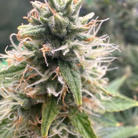 FB420 Original Gorilla 🦍Zkittles Yellow growlog timeline photo