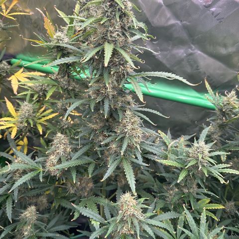 FB420 Original Gorilla 🦍Zkittles Yellow growlog timeline photo