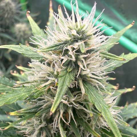 FB420 Original Gorilla 🦍Zkittles Green growlog timeline photo