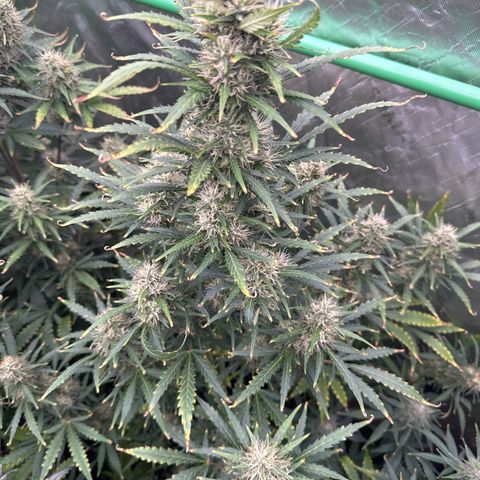 FB420 Original Gorilla 🦍Zkittles Green growlog timeline photo