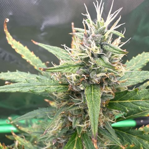 FB420 Original Gorilla 🦍Zkittles Blue growlog timeline photo