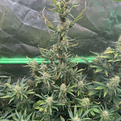 FB420 Original Gorilla 🦍Zkittles Blue growlog timeline photo