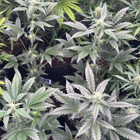 Birthday 🎉 Cake 🎂 Oreoz #3 growlog photo:  I really don’t like the way these grow