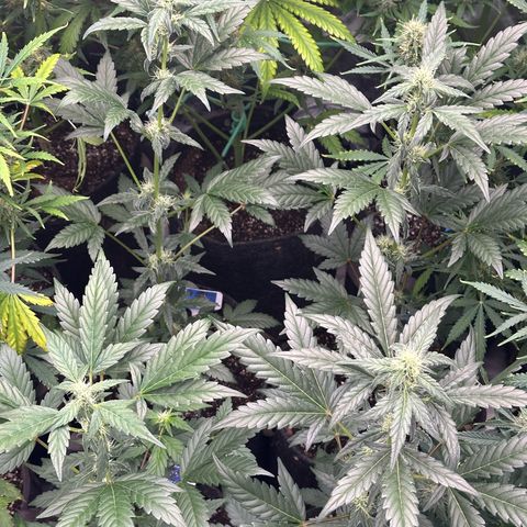 Birthday 🎉 Cake 🎂 Oreoz #3 growlog photo:  I really don’t like the way these grow