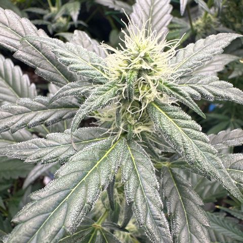 Birthday 🎉 Cake 🎂 Oreoz #1 growlog timeline photo