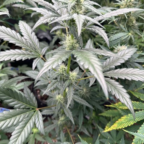 Birthday 🎉 Cake 🎂 Oreoz #1 growlog timeline photo