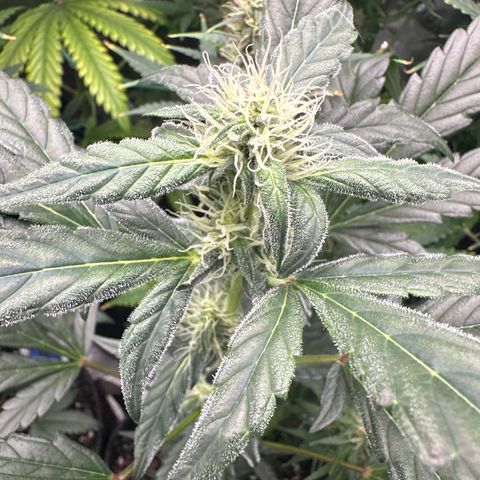 Birthday 🎉 Cake 🎂 Oreoz #2 growlog timeline photo