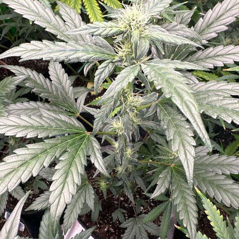 Birthday 🎉 Cake 🎂 Oreoz #2 growlog timeline photo