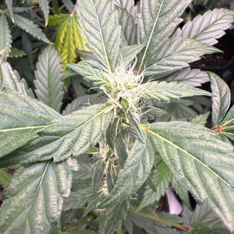Birthday 🎉 Cake 🎂 Oreoz #3 growlog timeline photo