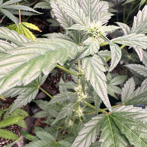 Birthday 🎉 Cake 🎂 Oreoz #3 growlog timeline photo