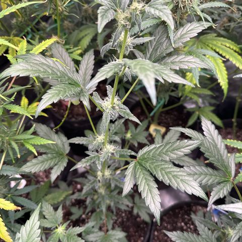 Birthday 🎉 Cake 🎂 Oreoz #4 growlog timeline photo