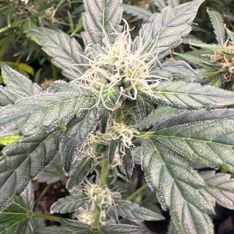 Birthday 🎉 Cake 🎂 Oreoz #4 growlog timeline photo