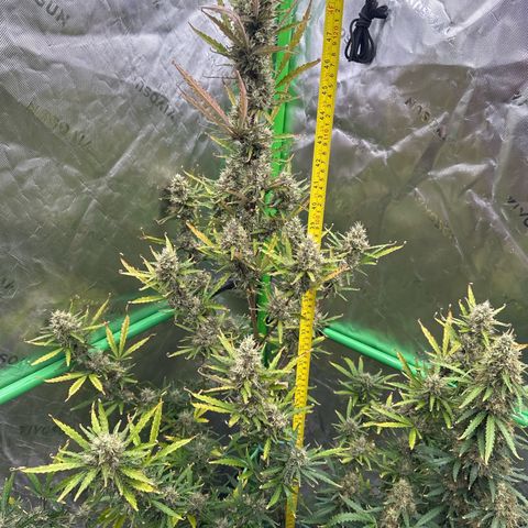 FB420 Original Gorilla 🦍Zkittles Pink growlog timeline photo